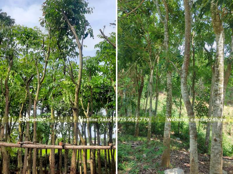 Vườn cây Xà Cừ công trình kích thước lớn đã dâm ủ