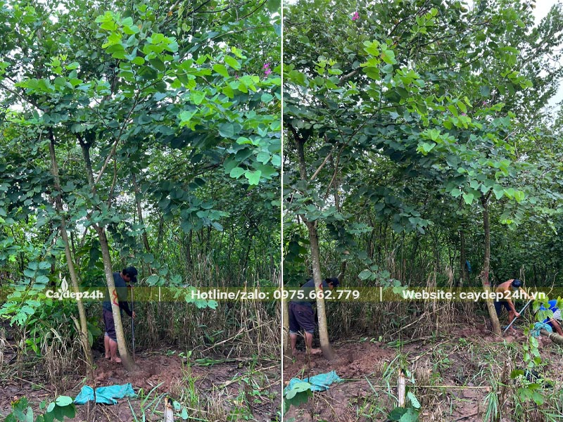 Vườn trồng cây Ban Tím lâu năm, công nhân đang chọn và bứng cây