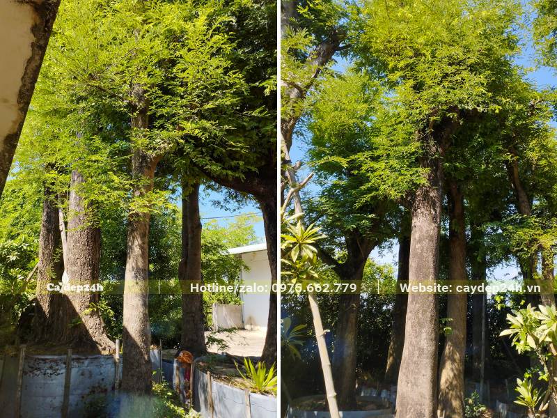 Dâm ủ cây Me cổ thụ trong bầu nổi, thân thẳng đẹp đang ra tán mới