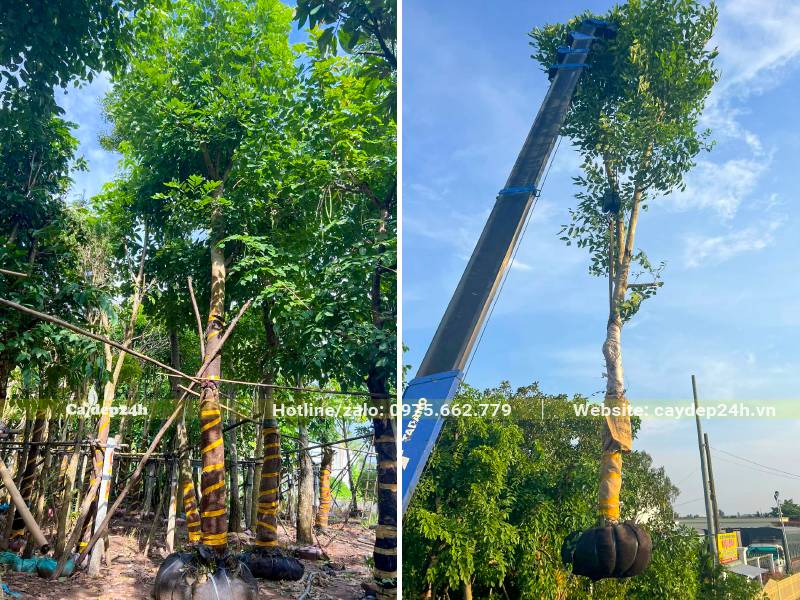 Cây Osaka hoa vàng đường kính gốc 20cm trở lên đang được cẩu lên xe
