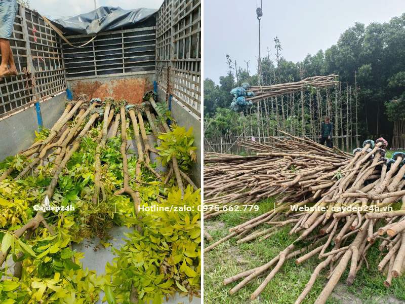 Di chuyển cây Nhạc Ngựa đã dâm ủ lên xe bằng cần cẩu