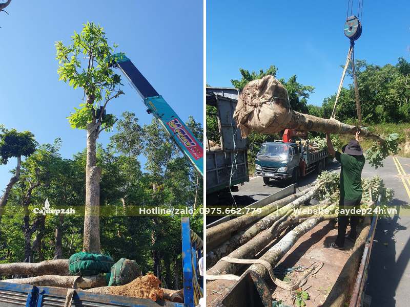 Dùng cần cẩu đưa cây Sang đk gốc 30cm xếp lên xe