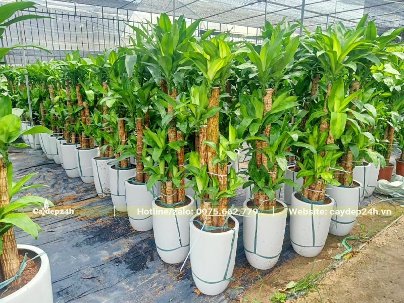 Cây Thiết Mộc Lan trồng đoạn thân đang nhà nhiều lộc non