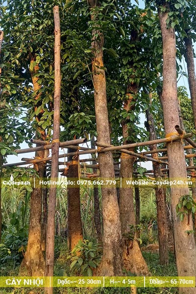 Hơn chục cây Nhội đường kính gốc 22 - 25cm đã dâm ủ vài năm