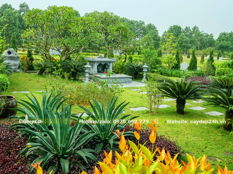 Các loại cây trồng ở mộ đẹp, kích thước, kiểu dáng nào cũng có