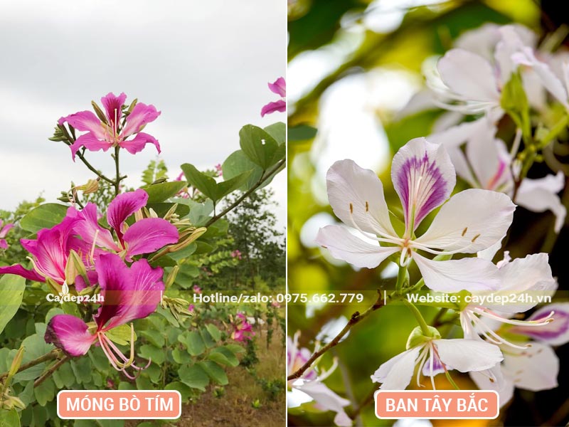 Hình dáng chìm hoa Móng Bò Tím đặt cạnh hoa Ban Tây Bắc để dễ dàng phân biệt