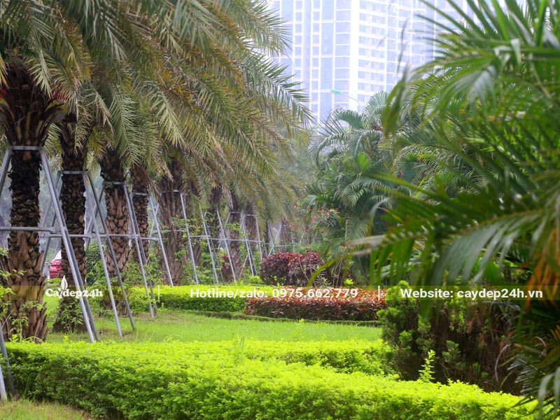 Hàng cây Chà Là, cây trồng viền, cây Cau cảnh trồng vỉa hè đường phố