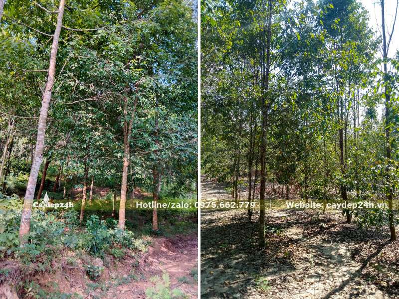 Trồng rừng cây Sao Đen để khai thác gỗ