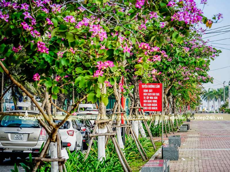 Hàng cây hoa Ban Tím trồng trên vỉa hè đường phố