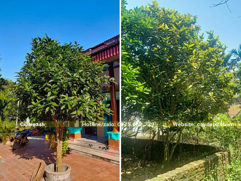 Trồng cây hoa Hải Đường trước nhà và trong góc vườn để lấy hoa đẹp