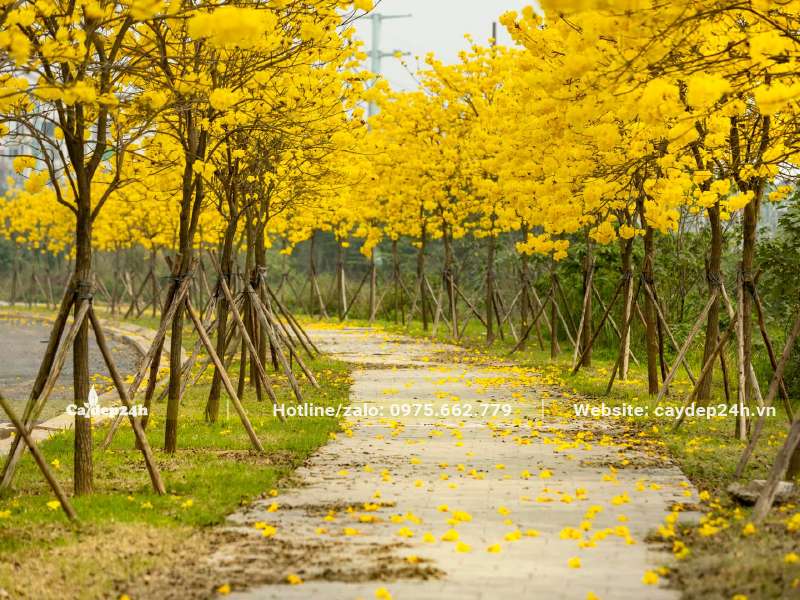 Những hàng cây Phong Linh công trình cao hơn 3m đang nở hoa rực rỡ