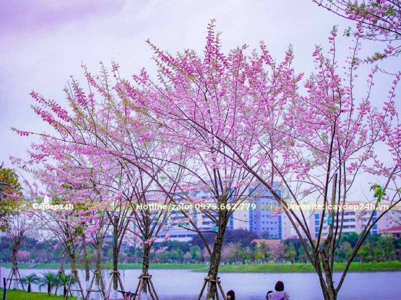 Hàng cây Đỗ Mai lâu năm trồng trong công viên ven con đường chạy quanh bở hồ tạo nên khung cảnh thơ mộng cục kỳ