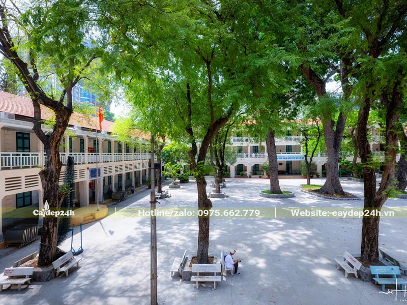 Cây trồng trường học để lấy bóng mát