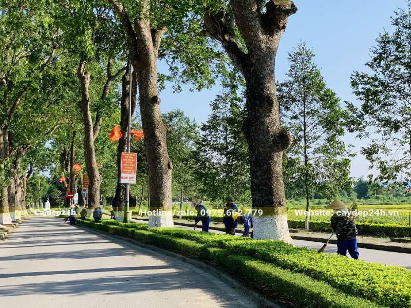Hàng cây Xà Cừ trồng trên tuyến đường dẫn vào quê Bác ở Nghệ An