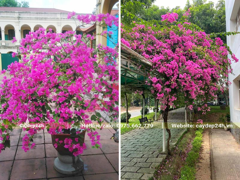 Cây Hoa Giấy trồng ở trường học cho leo giàn hoặc trồng trong chậu
