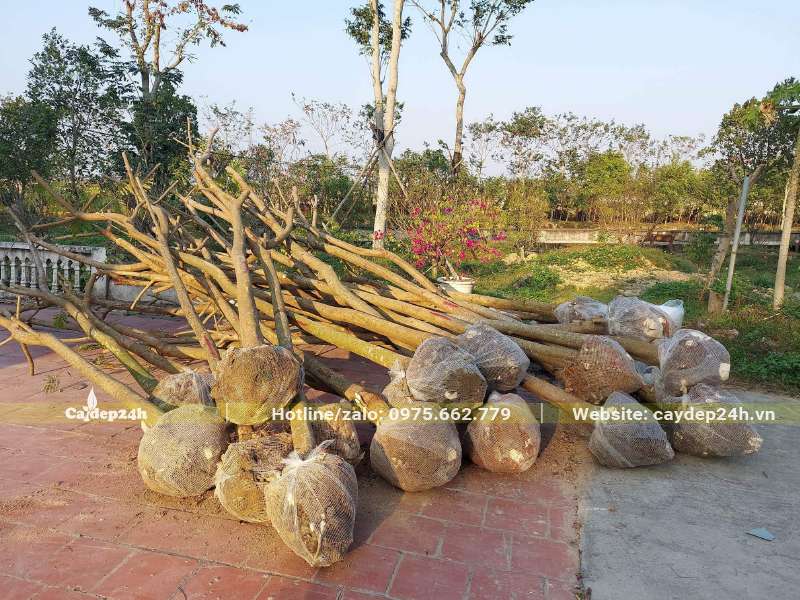 Hàng chục cây Xà Cừ đường kính 8cm tập kết tạo công trình