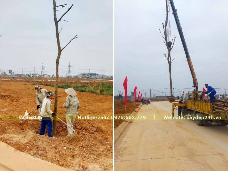Dùng cần cẩu nâng và đưa cây hoa Ban Tím vào hố