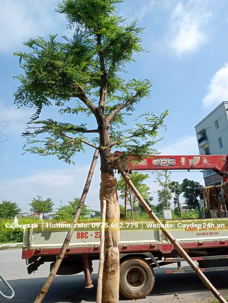 Trồng và chống cây Me đường kín thân 15cm (đo cách gốc 1m)