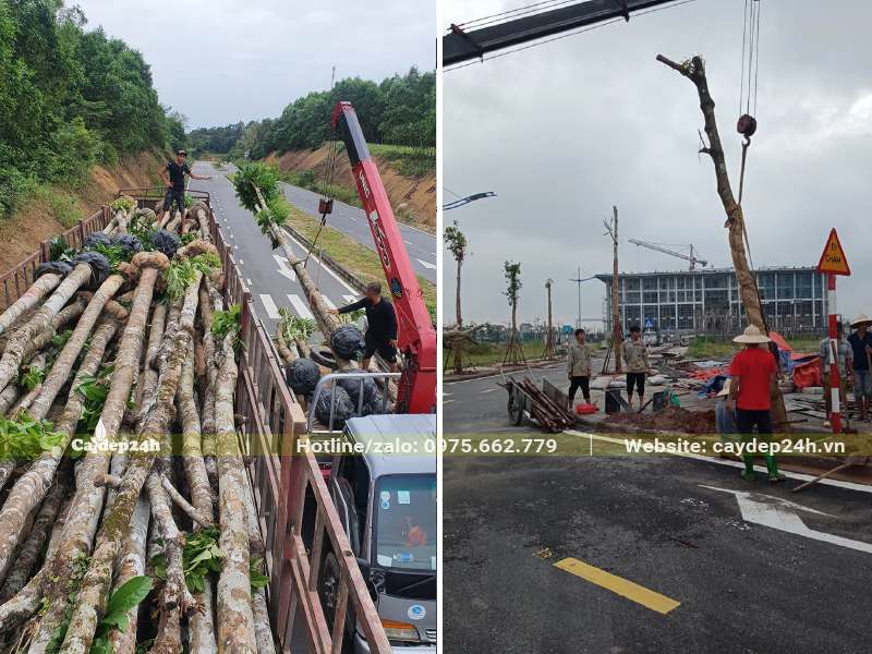 Di chuyển cây Sang đến địa điểm trồng và tiến hành thi công trọn gói
