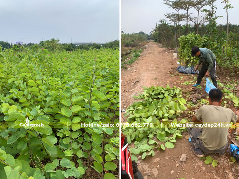 Thợ vườn đang thu hoạch từng cây giống Ban Tím tại vườn ươm