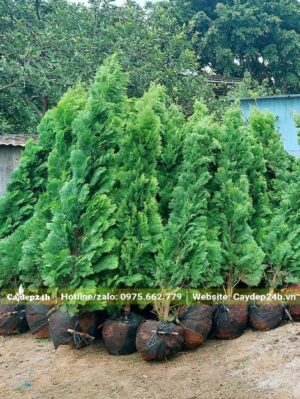 Cây Trắc Bách Diệp bứng thẳng, tán tháp đẹp, chiều cao gần 3m