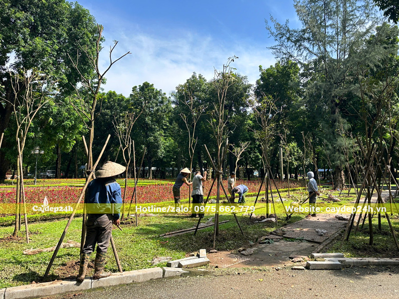 Thi công trồng và chống cọc cho cây phong linh hoa vàng