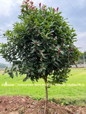 Hải Đường đỏ đang ra nụ, đường kính tán 1,5m