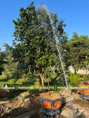 Tưới nước cho cây hoa Hải Đường cao hơn 3m