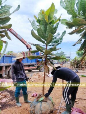 Cây mới lớn chiều cao hơn 3m, đường kính thân 3cm đo cách gốc 1m