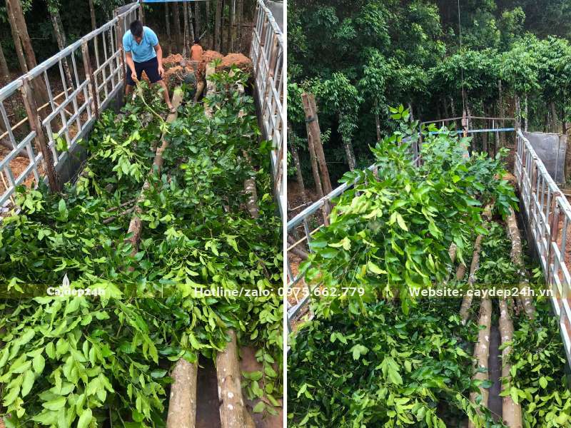 Công nhân đang xếp cây Sao Đen đường kính gốc 15 - 20cm lên xe