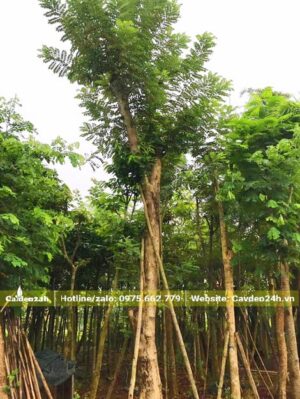 Tay cành của cây Đỗ Mai được cắt tỉa trước khi dâm ủ nay đã phát triển và tươi tốt