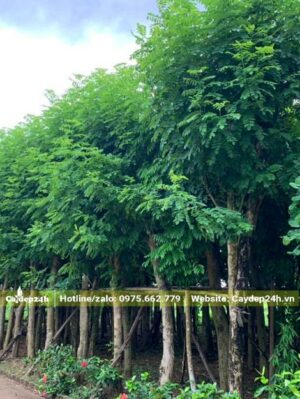 Đỗ Mai công trình dâm ủ nhiều năm chiều cao khoảng 4m