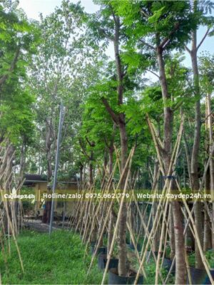 Lim Xẹt dâm ủ bầu nổi được chống cọc tre cẩn thận