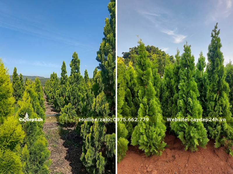 Khu vườn trồng và dưỡng cây Trắc Bách Diệp lâu năm