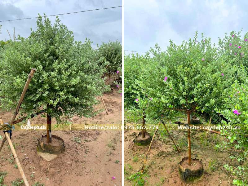 Bầu cây được chôn dưới đất một phần, cây đã trưởng thành, đường kính tán hơn 1m