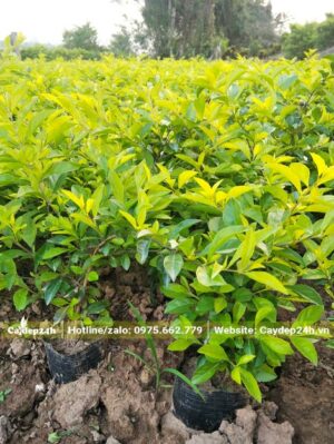 Vườn nhân giống và nuôi trồng cây chuỗi ngọc từ nhỏ
