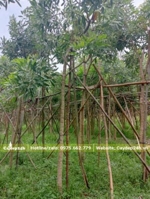 Dựng giàn để chống và buộc cây Chuông vàng cao 4m