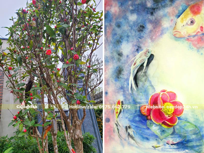Cây Hoa Hải Đường trồng nhà thờ họ