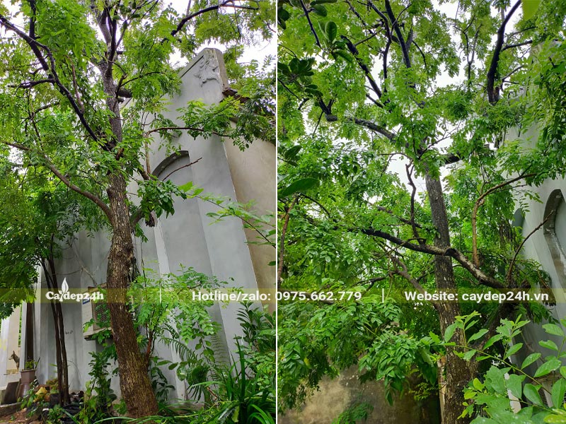 Cây hoa Hòe cổ thụ cao lớn trồng trong sân vườn nhà