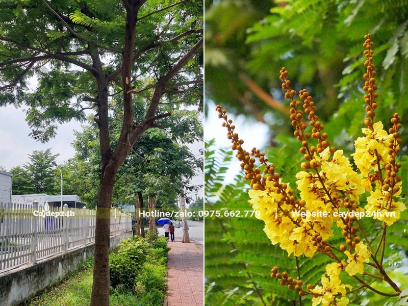 Lim Xẹt trồng trong khuôn viên khu dô thị