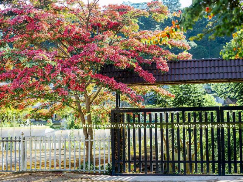 Cây Muồng Hoa Đào nở hoa rực rỡ trước cổng nhà