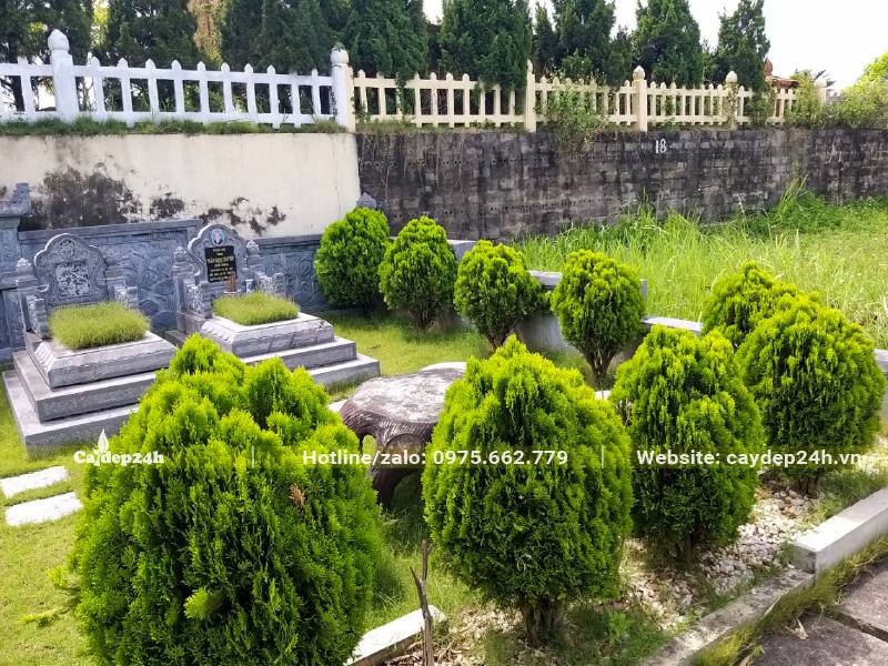 Những hàng cây Trắc Bách Diệp trồng hàng rào quanh khu mộ
