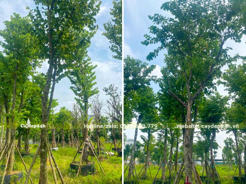 Cây Ban Tây Bắc đường kính gốc 10 - 15cm đã dâm ủ thời gian dài