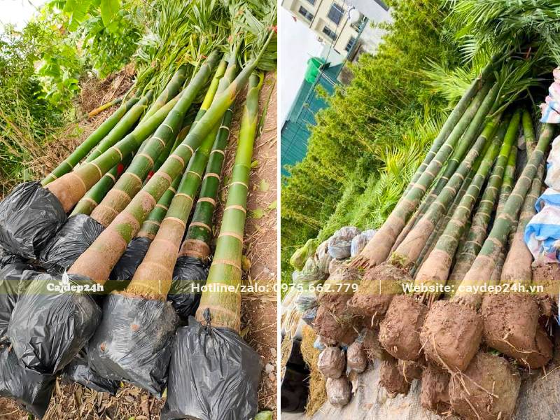 Những đống cây Cau Ta lóng cao khoảng 2m, xếp gọn gàng