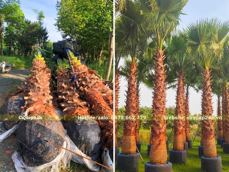 Cho hạ hàng chục cây Cọ Mỹ lóng thân cao 2,5 - 3m