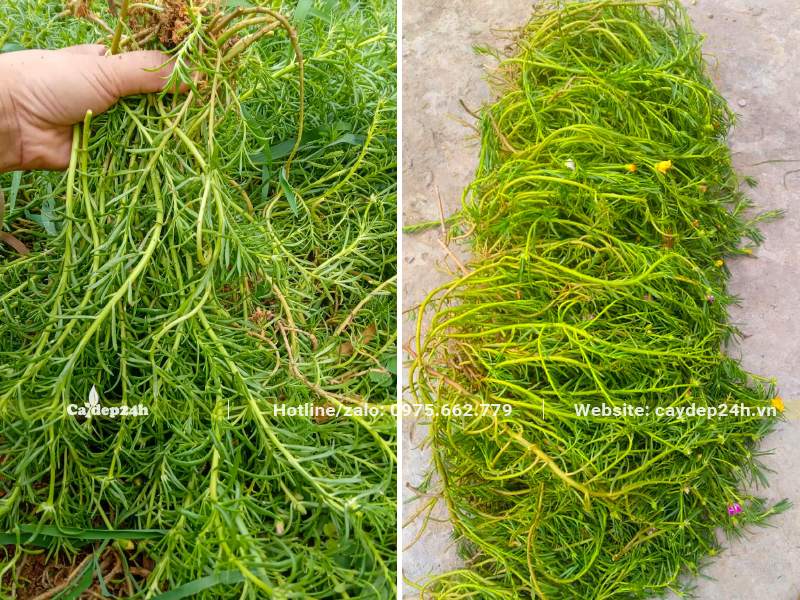 Những đống cây Mười Giờ mới thu hoạch chiều dài khoảng 15 - 25cm