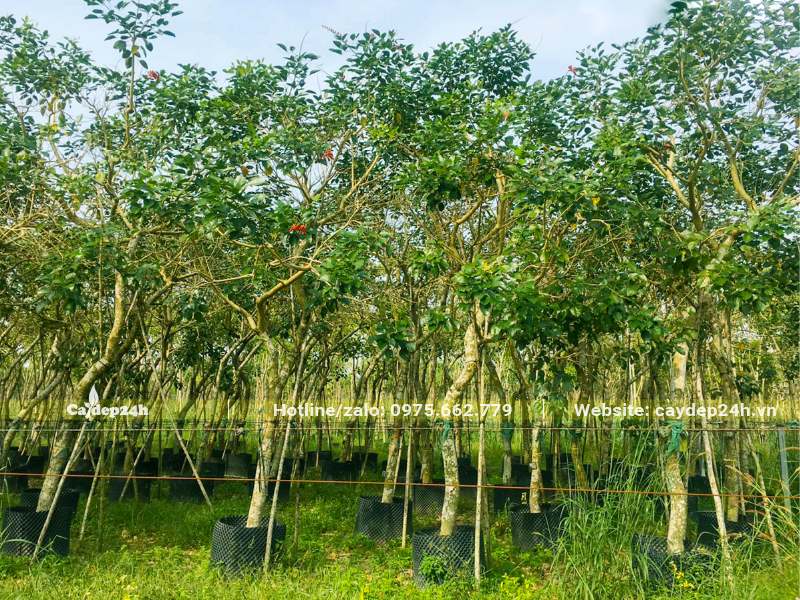 Quây bầu đất dâm ủ cây hoa Osaka đỏ đường kính 7 - 10cm