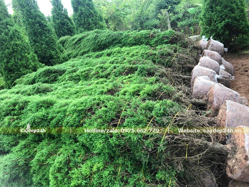 Bứng và xếp cây Tùng Tháp cao hơn 2m thành đống lớn