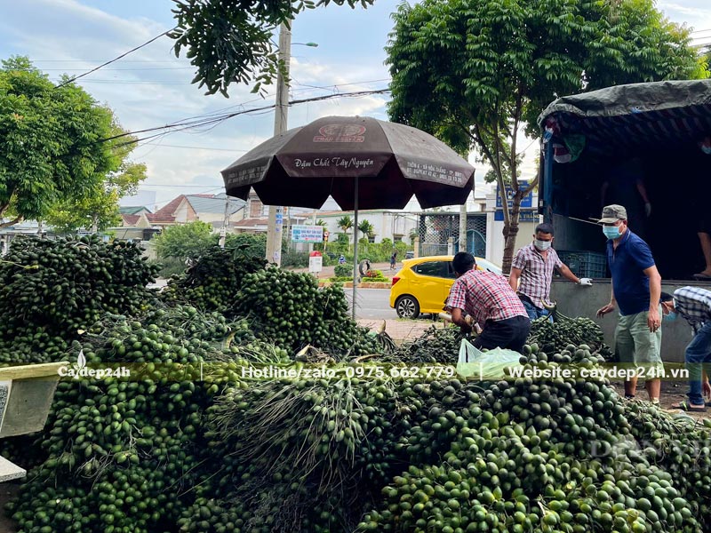 Hàng tấn quả cau đang được thu mua
