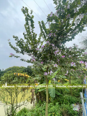 Cây Ban Tây Bắc hoa màu trắng pha tím xinh đẹp